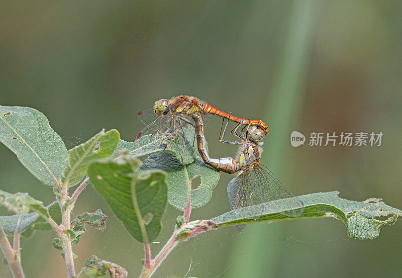 交配中的普通飞蛾蜻蜓(Sympetrum striolatum)